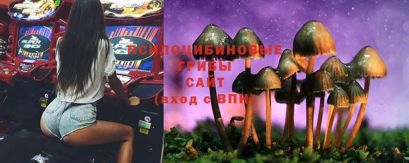 Галлюциногенные грибы Psilocybe  магазин продажи   ссылка на мегу   Борзя 